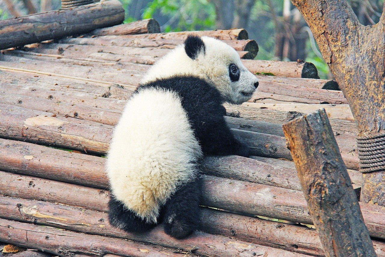 China escénica y Osos Panda