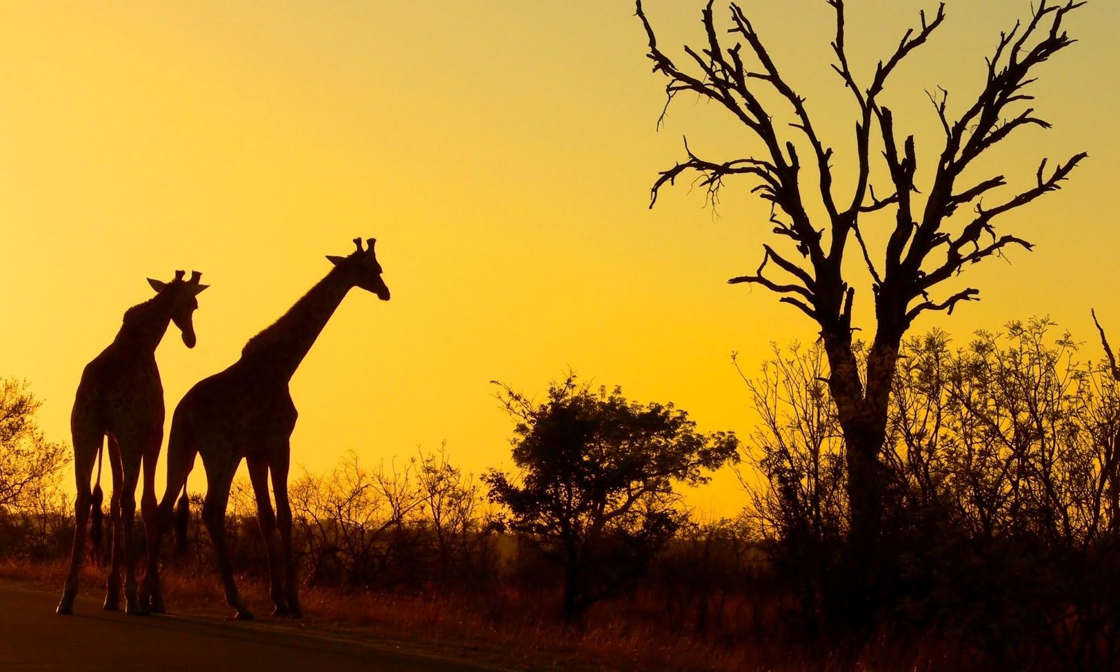 Sudáfrica classic safari