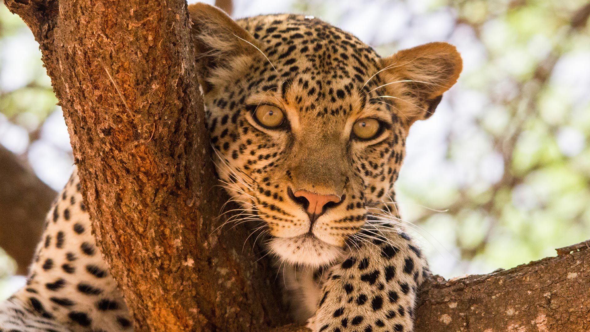 Gran Safari por Tanzania