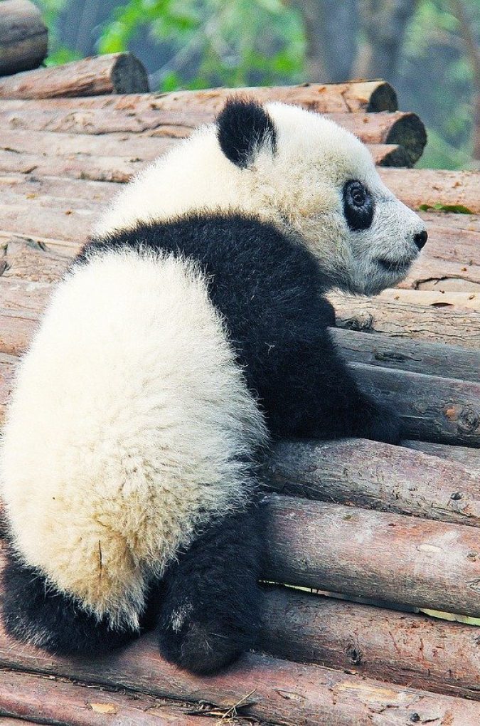 China escénica y Osos Panda