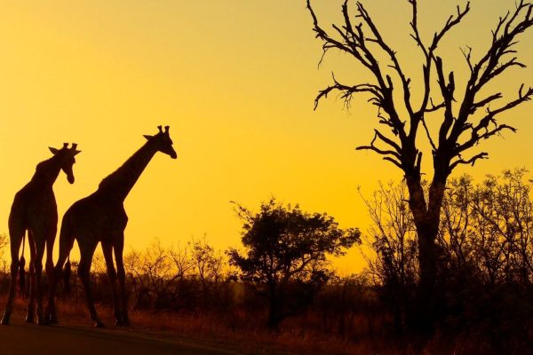 Sudáfrica classic safari